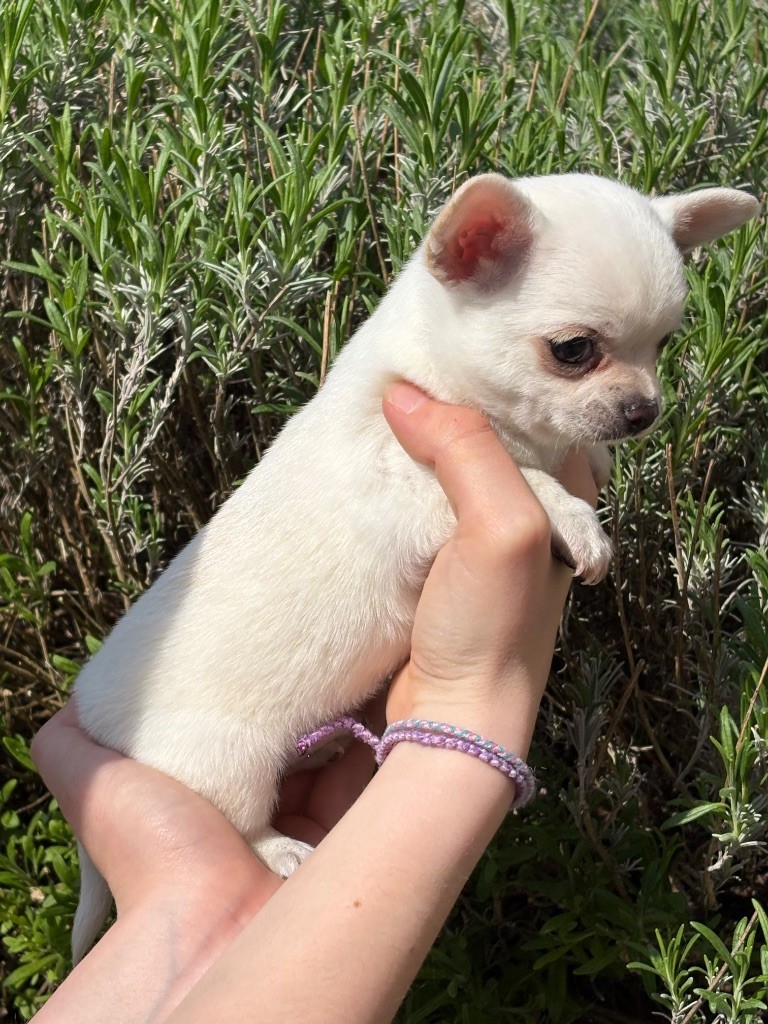 Du Clan De L’Eau D’Evi - Chiots disponibles - Chihuahua